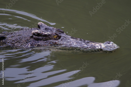 Close up of crocodile's head. © satavasin