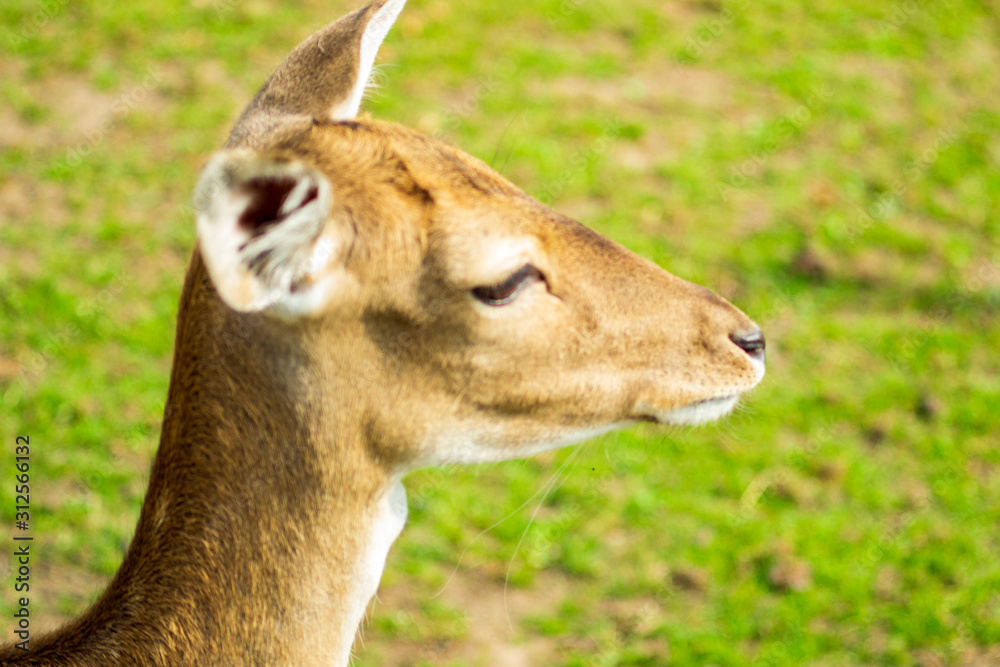 roe deer in the park, selective focus with shallow depth of field, warm filter