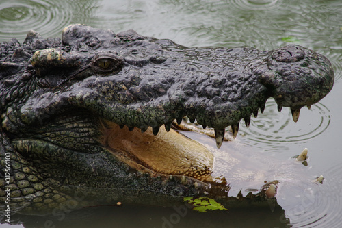 Close up of crocodile's head.