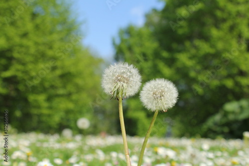 two fluffy dandelions in a meadow and green trees in the background