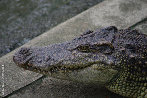 Close up of crocodile s head.