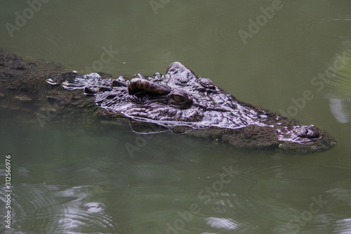 close up of crocodile's head.