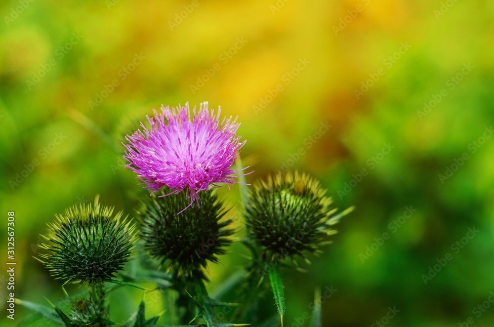 Burdock flower on green background Burdock flower on green background