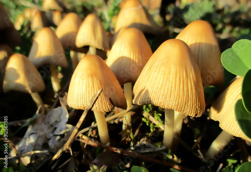 Groupe de petits champignons conocybe à chapeau-cloche beige orangé photo