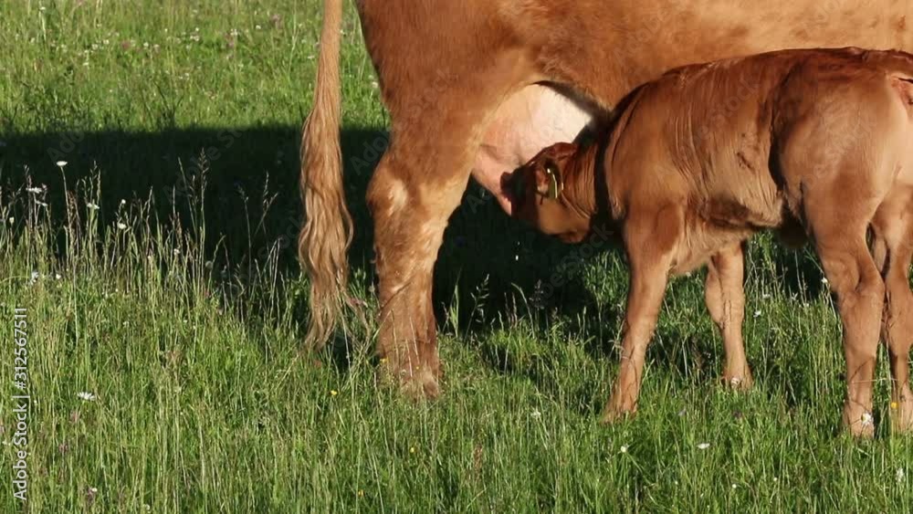 Brown calf sucking up milk. Limousin cattle. Brown calf sucking up milk. Limousin cattle.