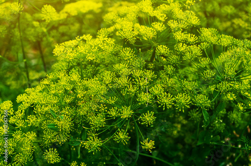 Inflorescences of green dill. Growing spices, condiments