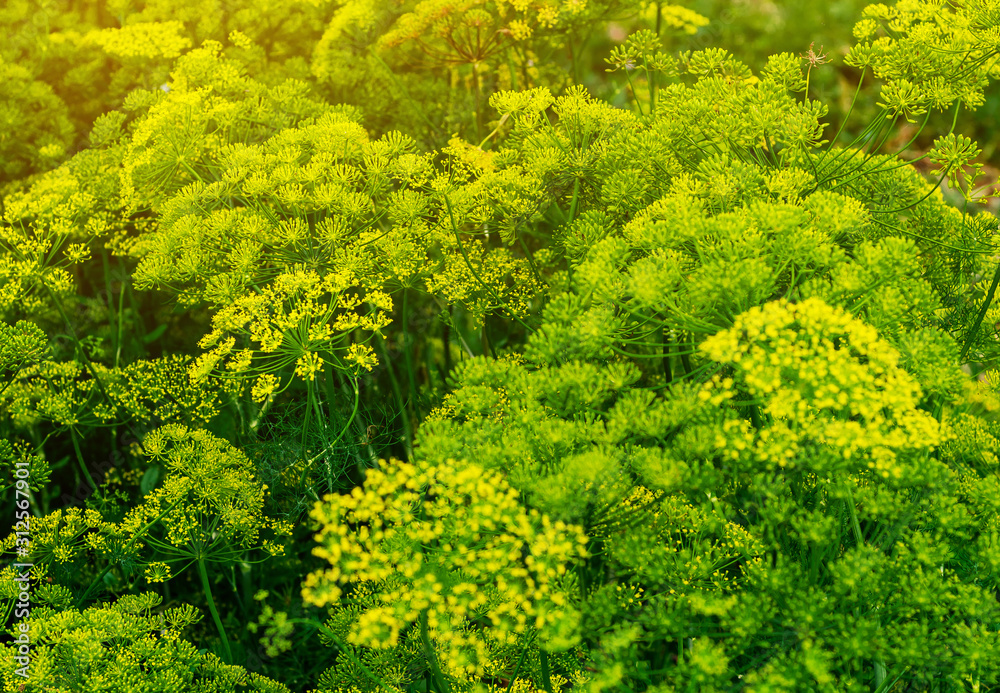 Inflorescences of green dill. Growing spices, condiments