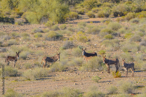 Wild Rogue Donkeys  also known as Feral Burros   graze the Sonoran Desert mountains in Maricopa County. Arizona USA