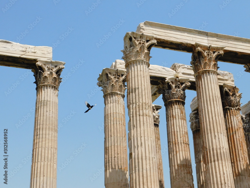 A Eurasian or common magpie, or Pica pica, flying between the columns of the ancient temple of Zeus, in Athens, Greece