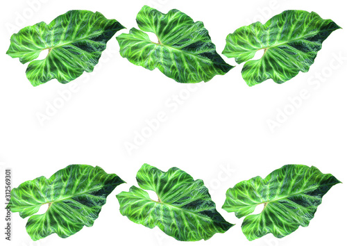 Border of isolated variegated elephant ear (Alocasia) leaves - photo collage
