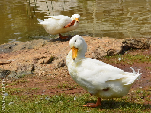 posing ducks