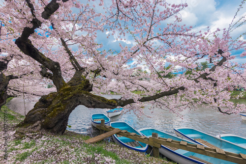 Boats and Cherry Blossoms At Hirosaki Castle, Japan photo