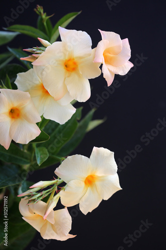 Close Up Of Beautiful Pale Yellow Mandevilla Flowers photo