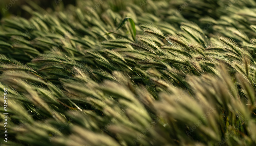 Green wheat Green wheat