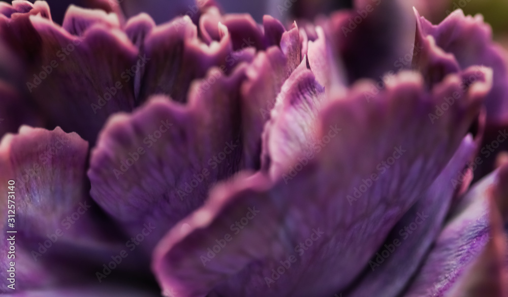 Abstract floral background, purple carnation flower. Macro flowers backdrop for holiday brand design Abstract floral background, purple carnation flower. Macro flowers backdrop for holiday brand design