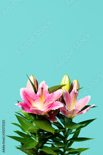 lilium photo