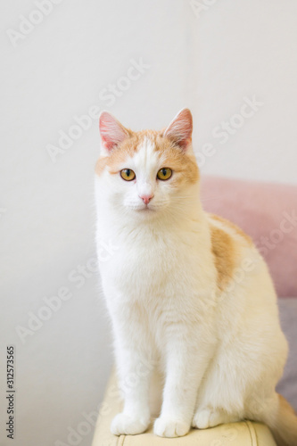 white-red cat sitting on a chair