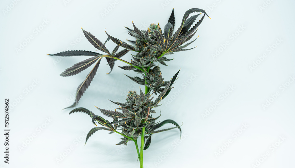 Green Marijuana Plant With Leaves
