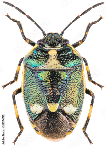 Eurydema oleracea is a species of shield bug in the family Pentatomidae, the crucifer shield bug, the cabbage bug or the brassica bug. Isolated shield bug on white background. photo
