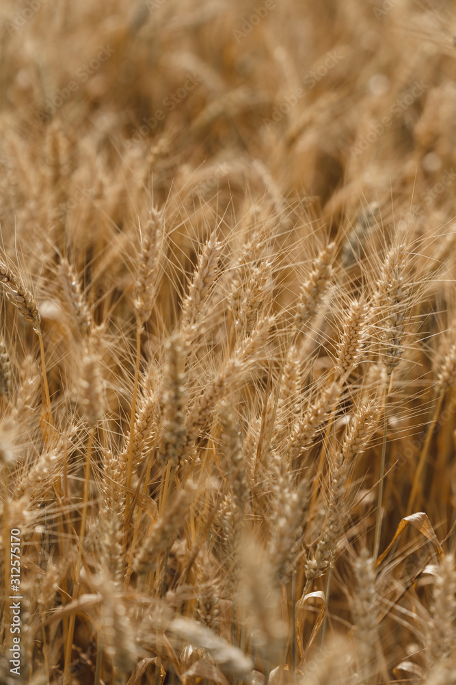 wheat wheat