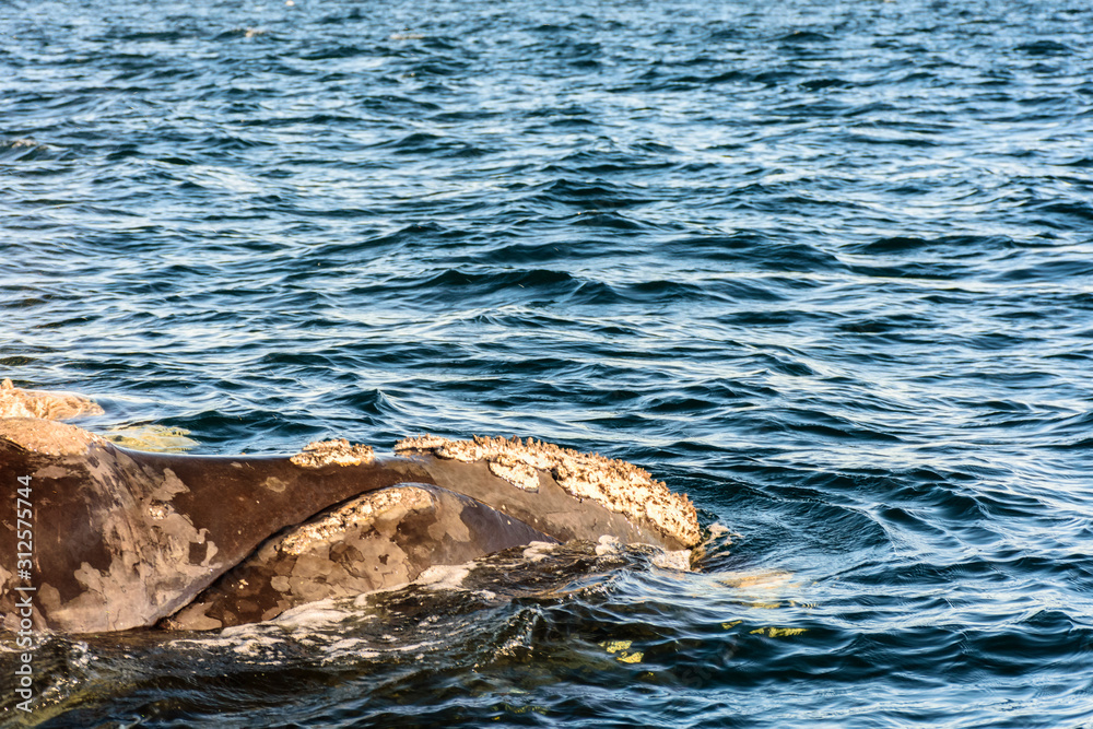 Fototapeta premium Close up view of Southern Right Whale emerging from the sea in Peninsula Valdes, Patagonia, Argentina