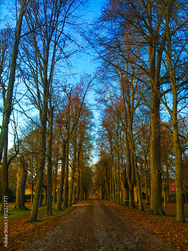 road in the forest