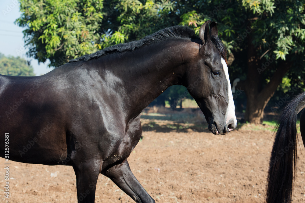 running marwari black stallion at freedom. Gujarat, India running marwari black stallion at freedom. Gujarat, India