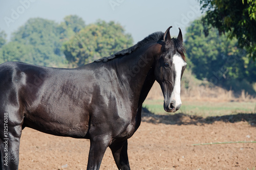 running marwari black stallion at freedom.  Gujarat  India