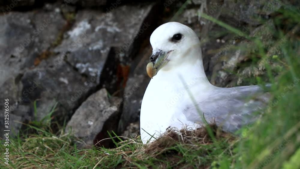 A boreal fulmar rests during a cloudy day in Iceland. A boreal fulmar rests during a cloudy day in Iceland.