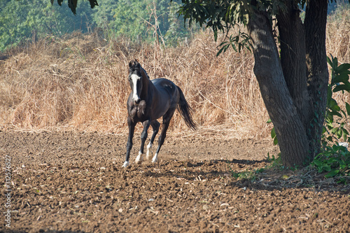 running marwari black stallion at freedom.  Gujarat, India © anakondasp