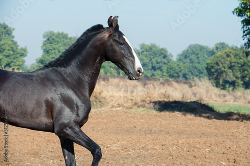 running marwari black stallion at freedom. Gujarat, India
