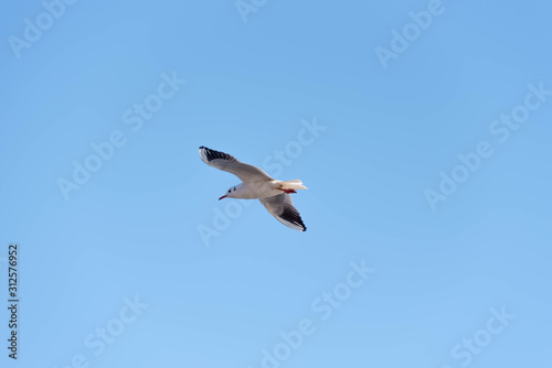 Obraz na płótnie seagull flying in the sky w salonie