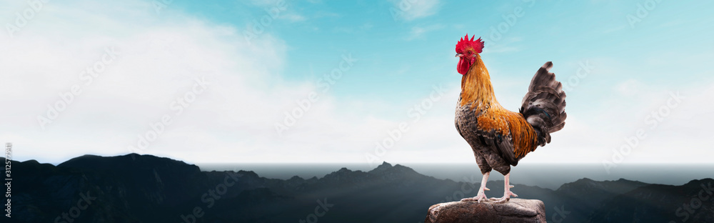 Naklejka panoramic - brown rooster on the mountain