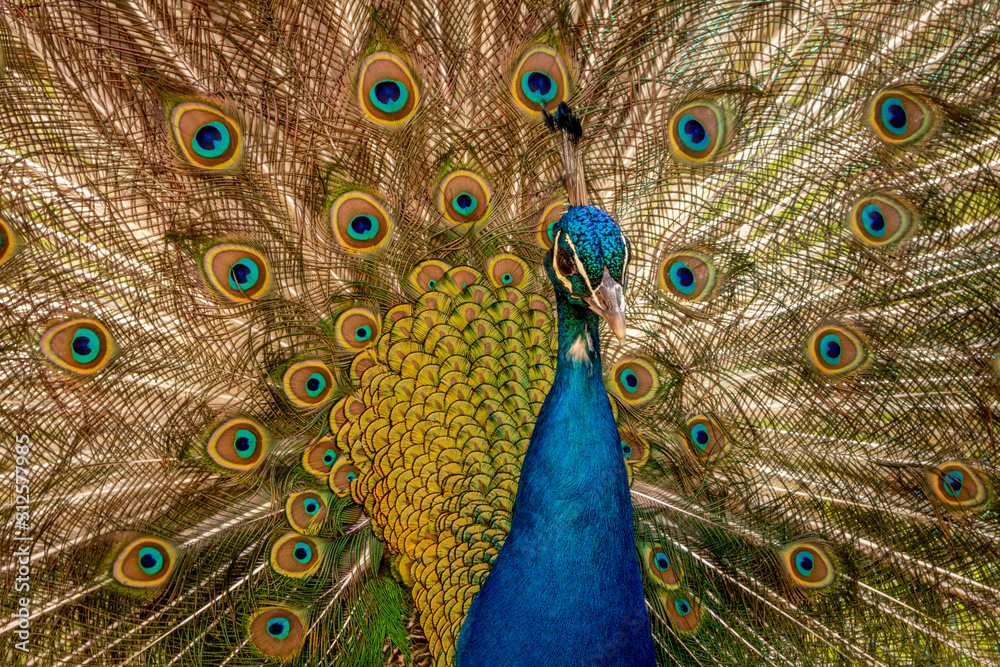 Obraz premium peacock with feathers