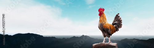 panoramic - brown rooster on the mountain