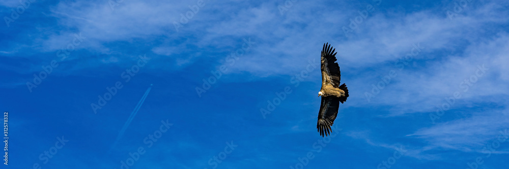 Naklejka premium Griffon vulture taken from above while flying in the Verdon Gorges in France. Hunter looking for sacrifice. Wide banner.