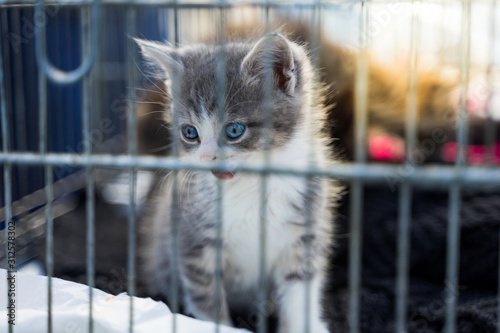 Homeless scared little kitten with beautiful eyes in a cage.