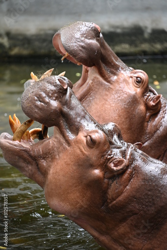 A pair of hippopotamus's singing