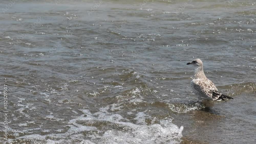 Cinematic Slowmotion of Sanderling Bird Standing in Shallow Water on Coast of Michigan Lake Looking on Waves Cinematic Slowmotion of Sanderling Bird Standing in Shallow Water on Coast of Michigan Lake Looking on Waves