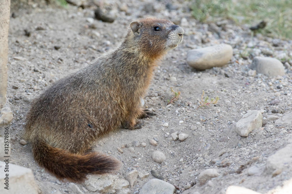 YELLOW-BELLIED MARMOT ON ROCKS STOCK IMAGE YELLOW-BELLIED MARMOT ON ROCKS STOCK IMAGE