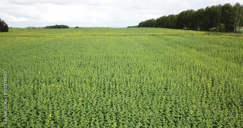 Aerial view. Drone fly over yellow sunflower field in the summer. Sunflower field at bright, sunny day. Aerial view. Drone fly over yellow sunflower field in the summer. Sunflower field at bright, sunny day.