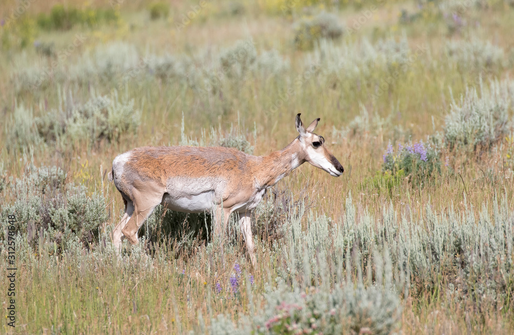 Obraz premium PRONGHORN ANTELOPE IN SAGEBRUSH MEADOW STOCK IMAGE