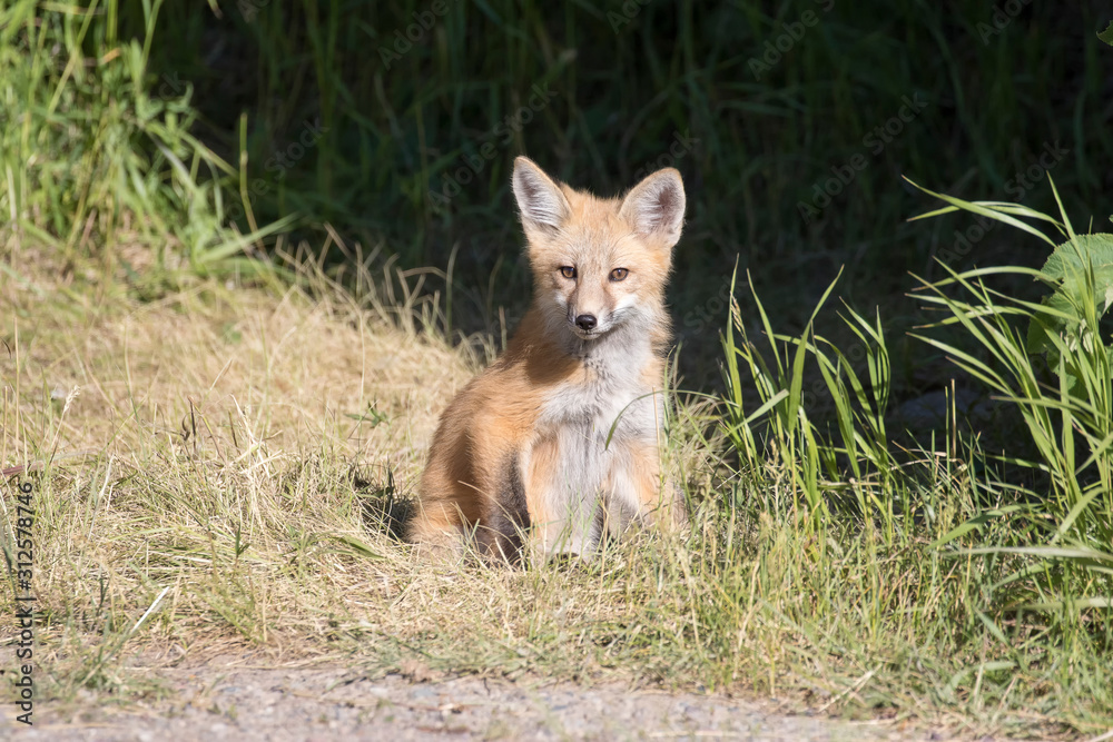 RED FOX KIT ON GREEN GRASS STOCK IMAGE RED FOX KIT ON GREEN GRASS STOCK IMAGE