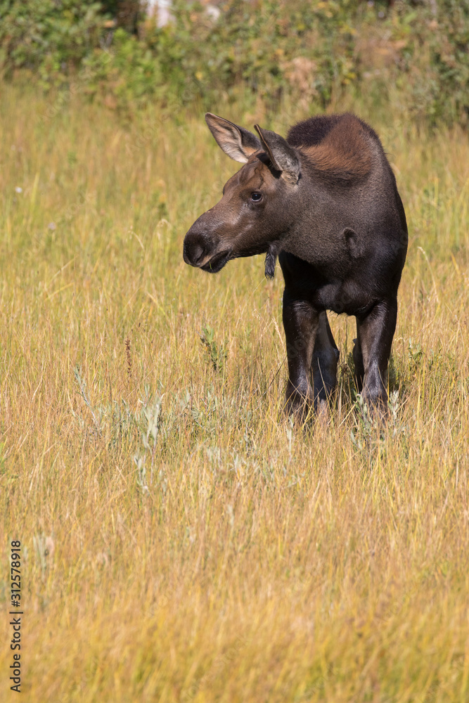 MOOSE IN TALL GRASS BY WATER STOCK IMAGE MOOSE IN TALL GRASS BY WATER STOCK IMAGE