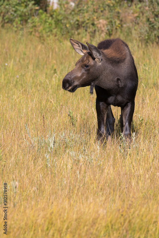 MOOSE IN TALL GRASS BY WATER STOCK IMAGE