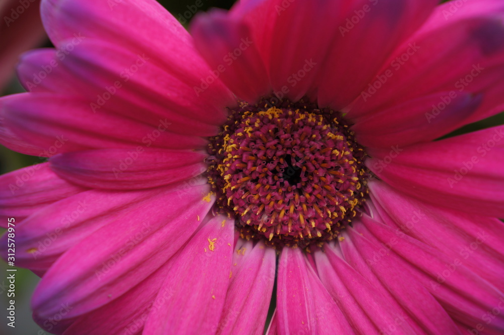 Pink inner Pink inner