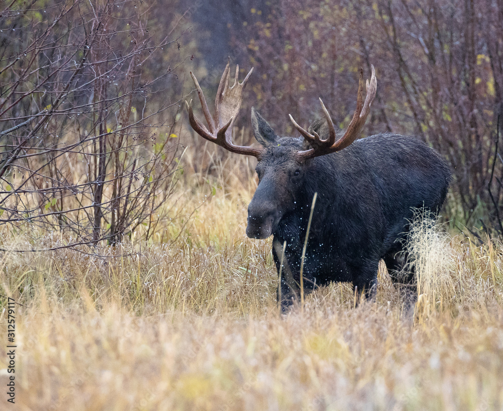BULL MOOSE IN AUTUMN COLORS STOCK IMAGE BULL MOOSE IN AUTUMN COLORS STOCK IMAGE