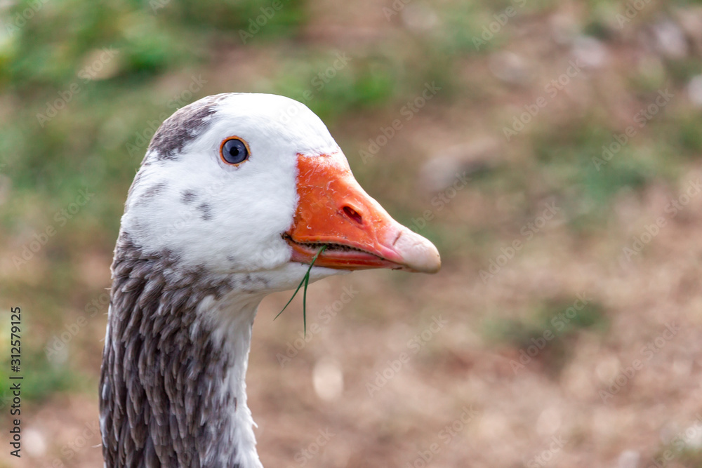 Goose with a blade of grass in its beak