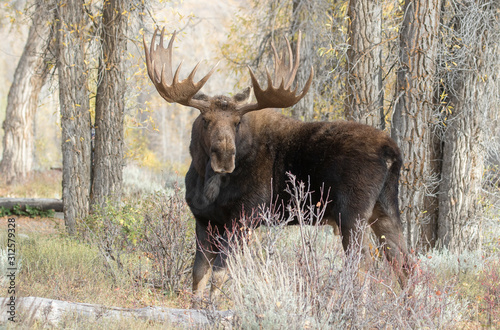 BULL MOOSE IN AUTUMN COLORS STOCK IMAGE