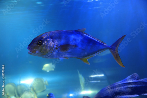 Tuna fish swimming in clear aquarium water